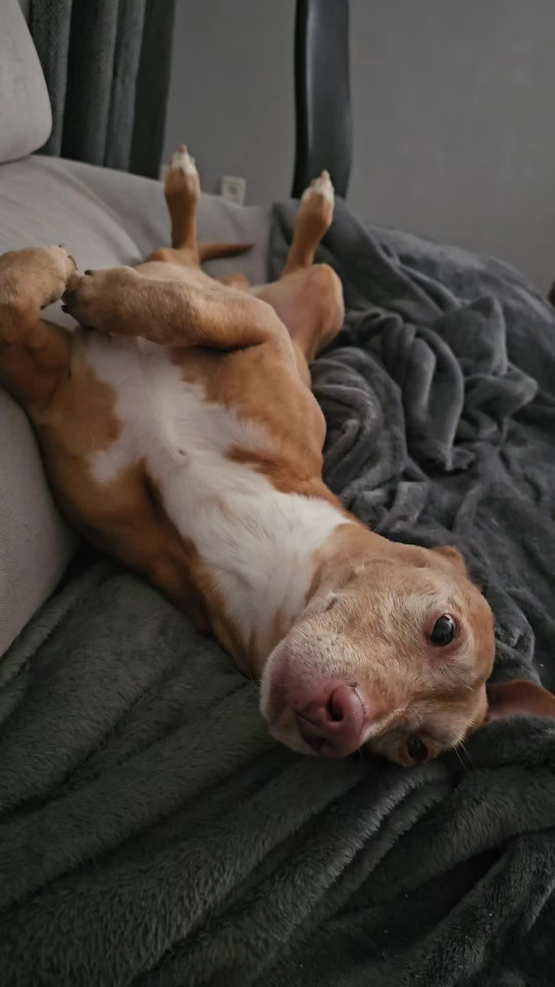 @Guffy_dog