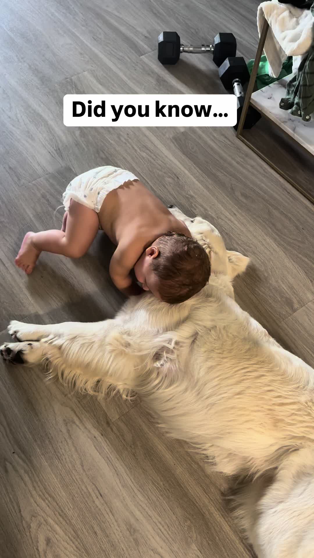 @PetFitness