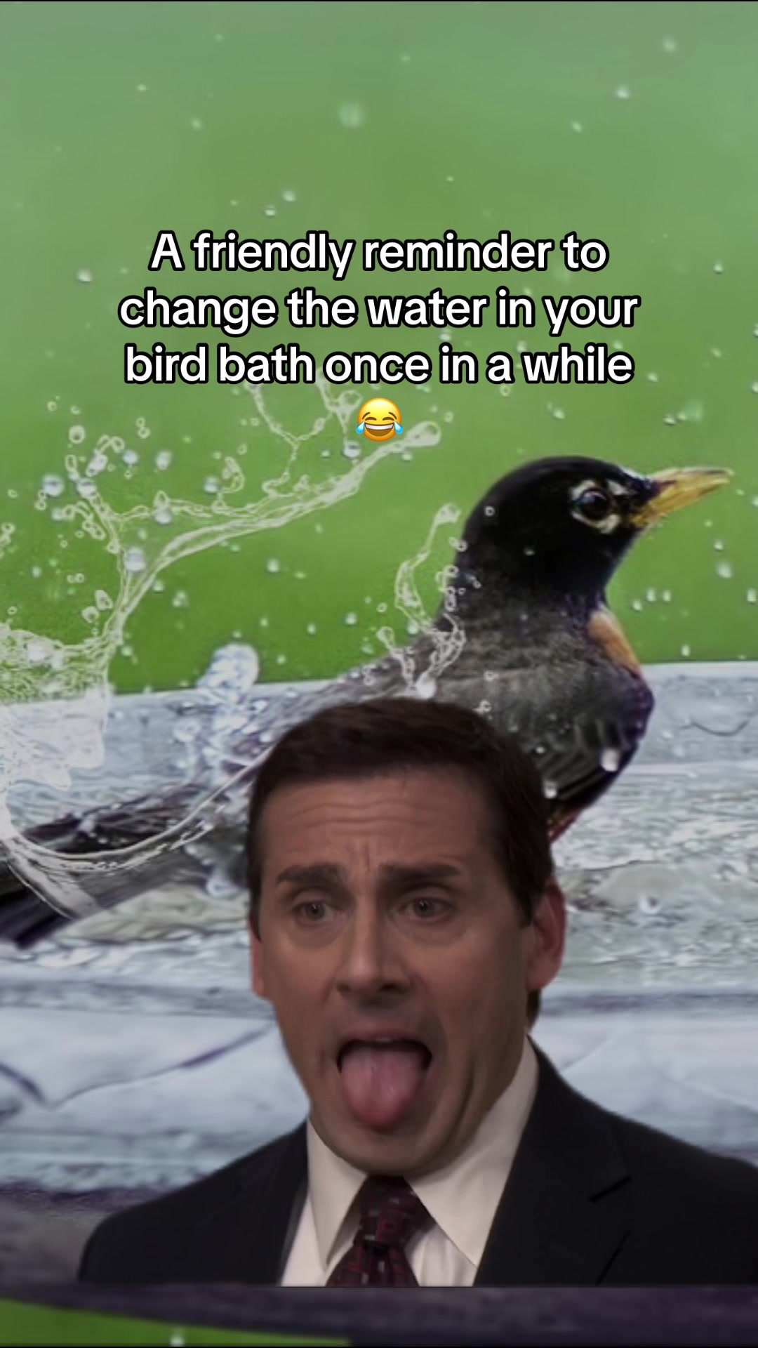 @homebirdshop