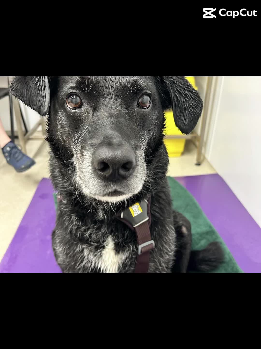 @Valley Animal Therapy Limited
