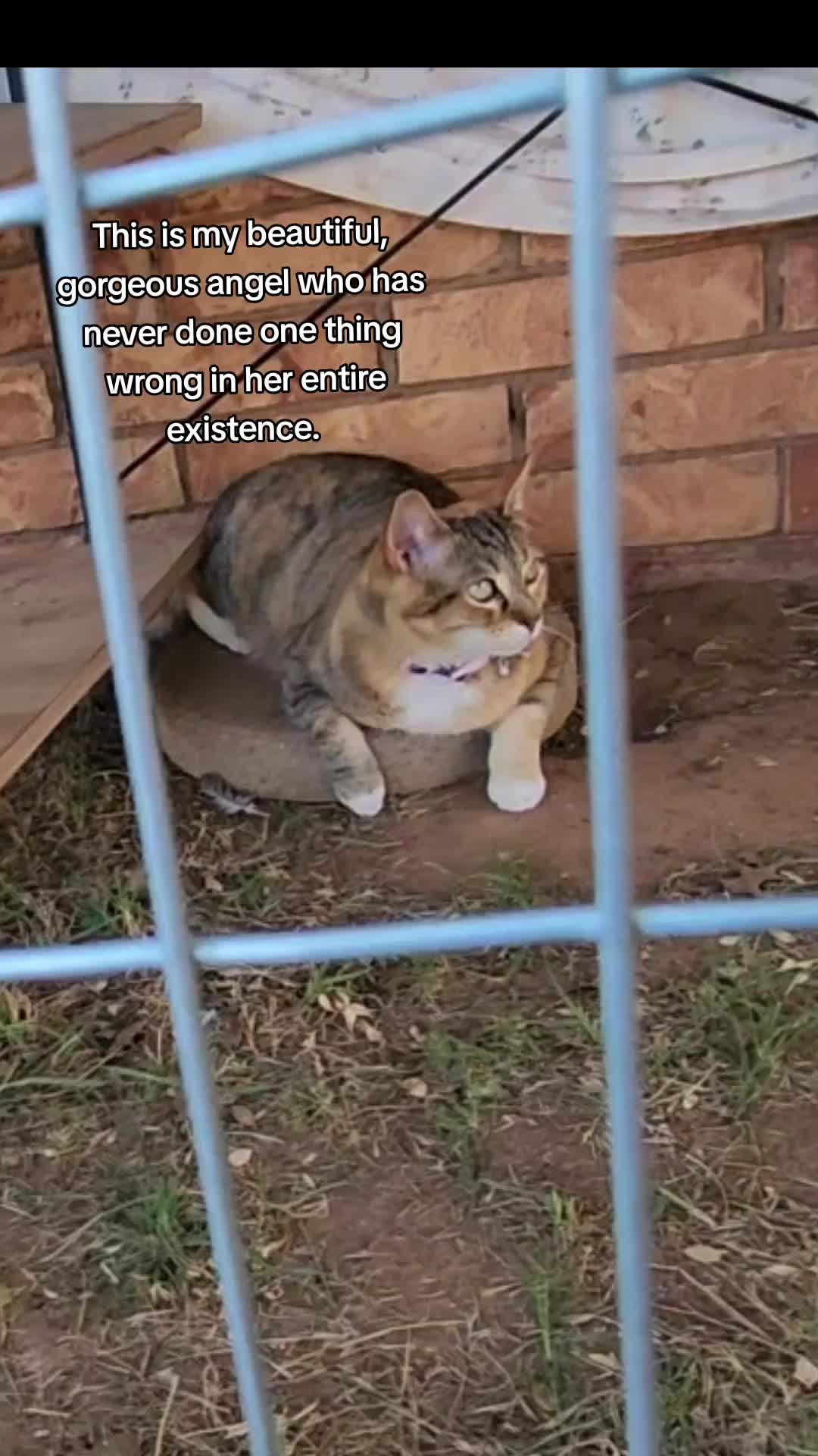@crazycatcrew