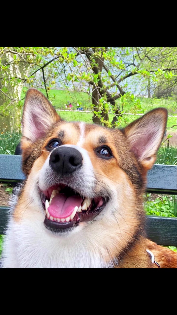 @Ollie The Corgi