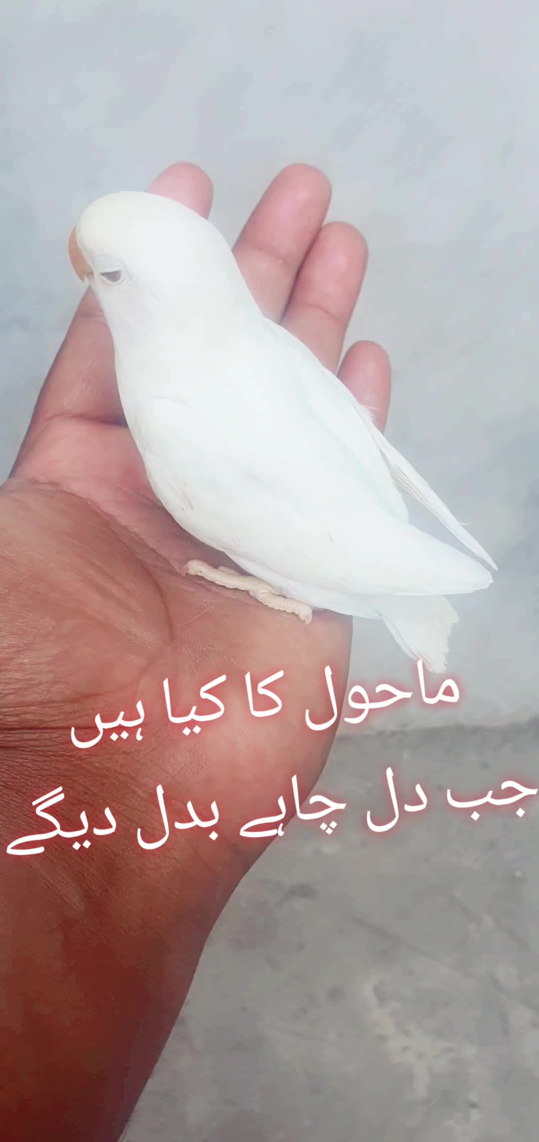 @Mazhar
