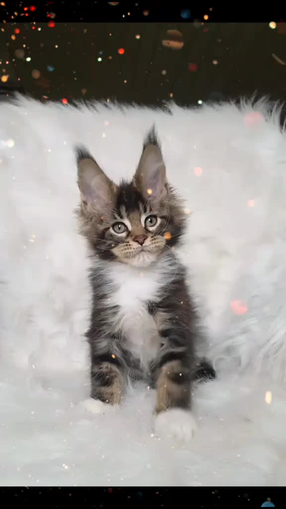 @Maine coon kitten