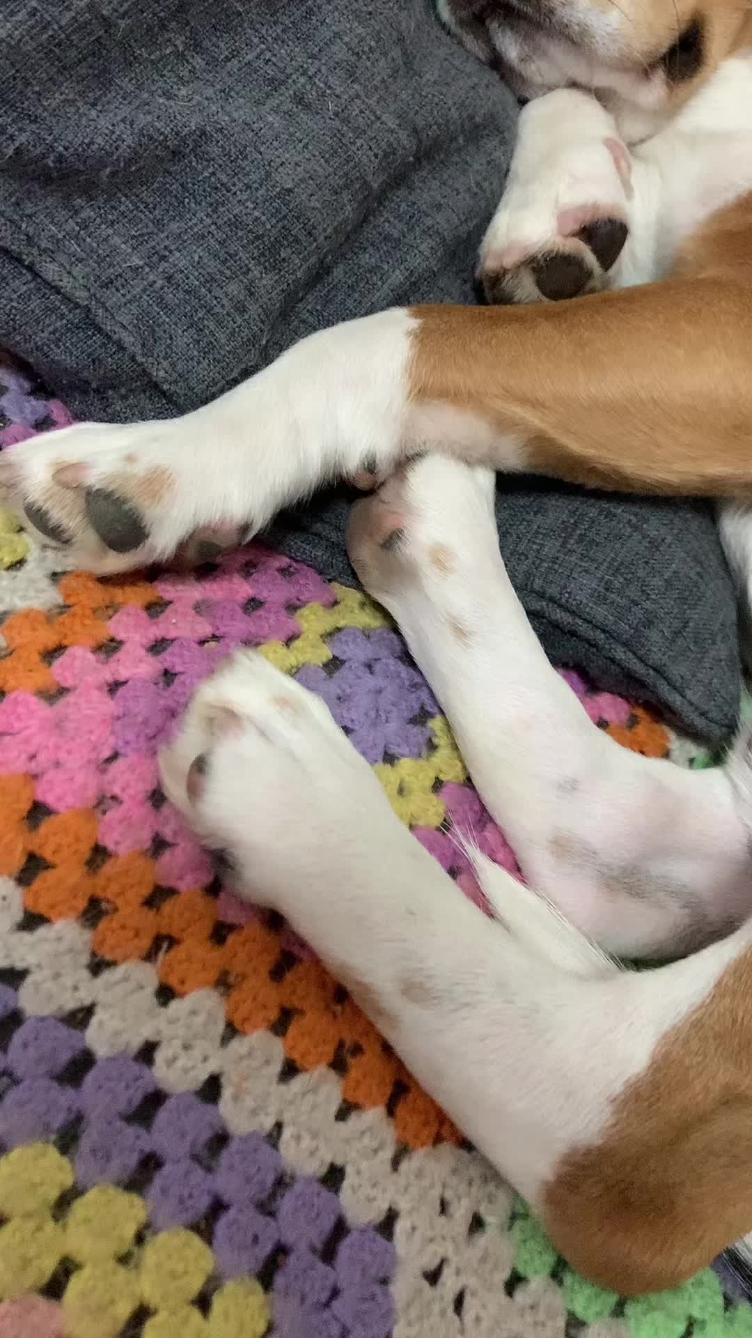 @biggieelbeagle