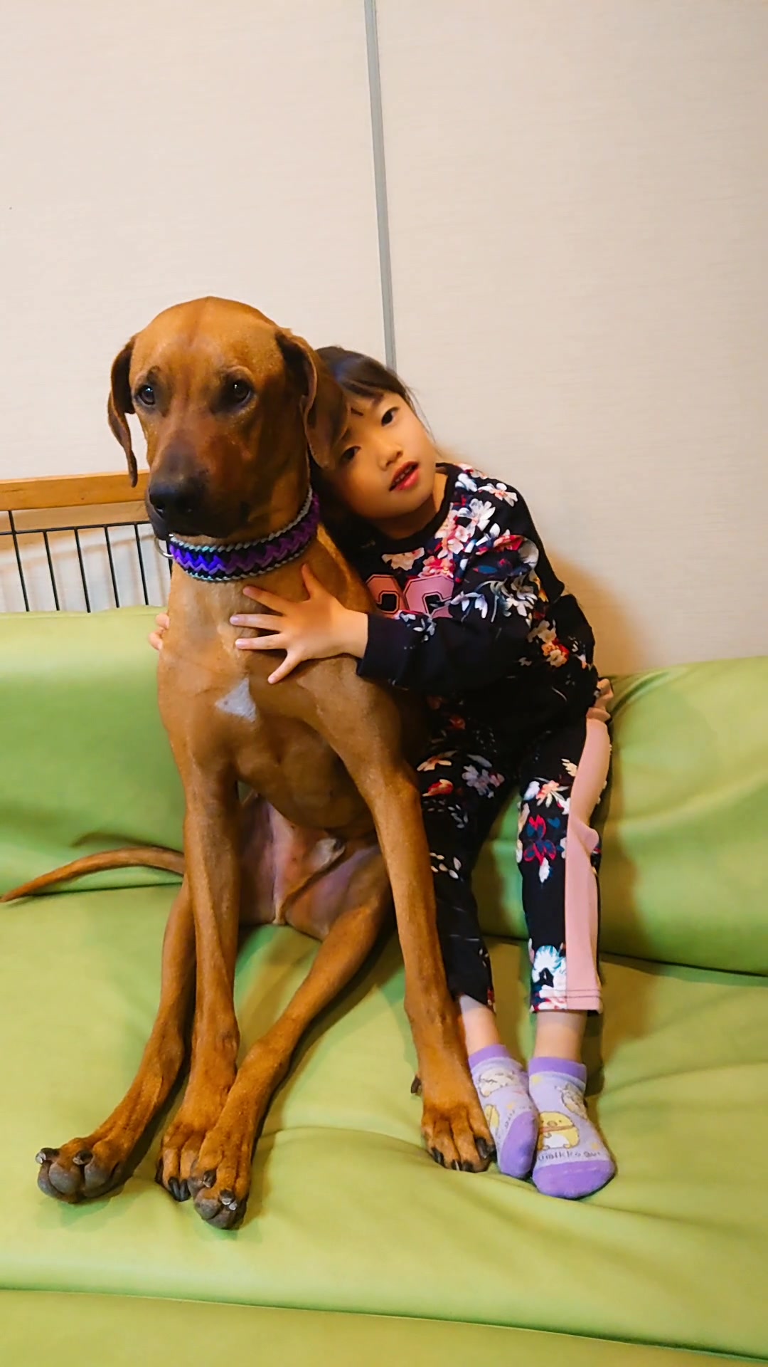 @Louis.Harry.rhodesianridgeback