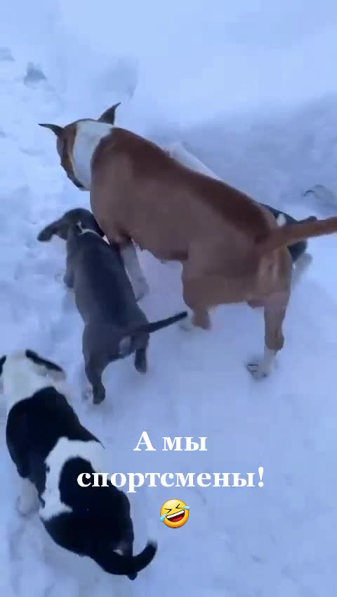 @🐕