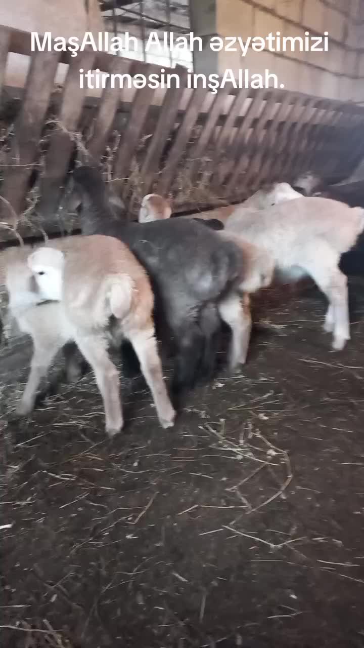 @Çöl.adamı