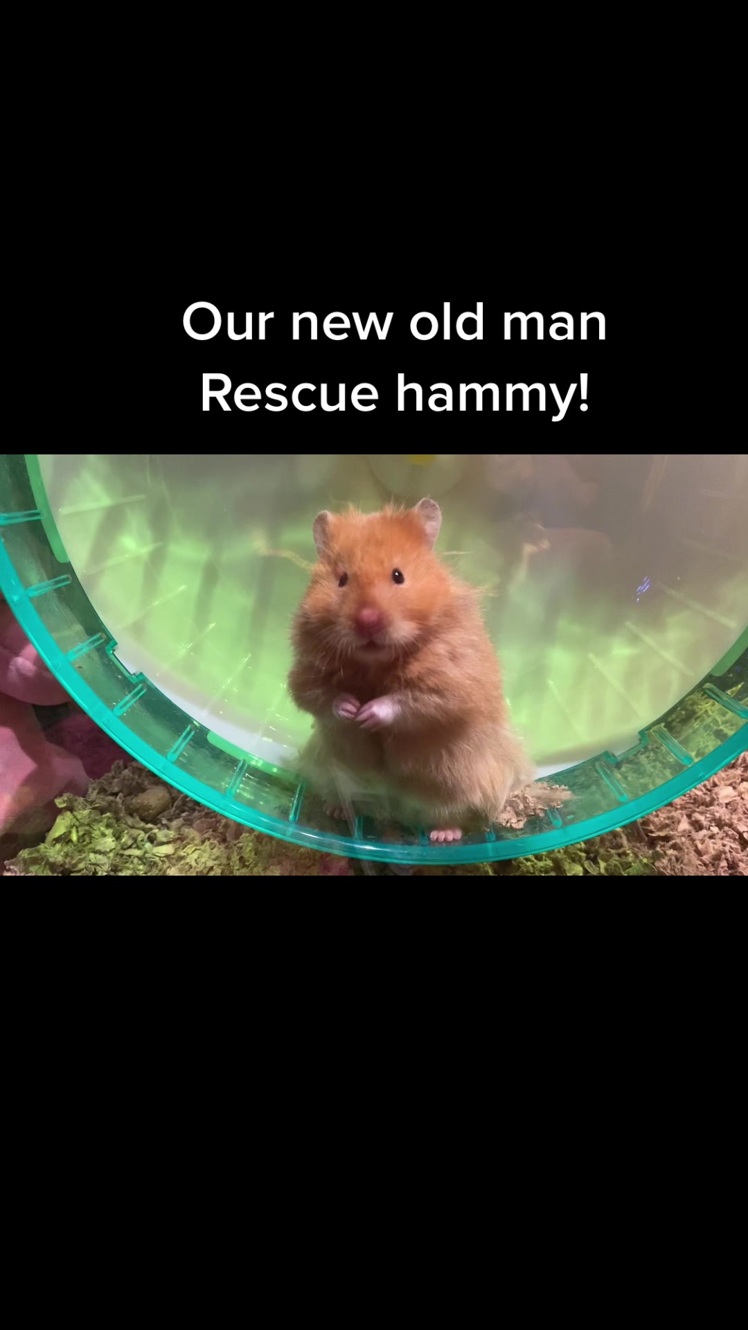 @The Critter Haus