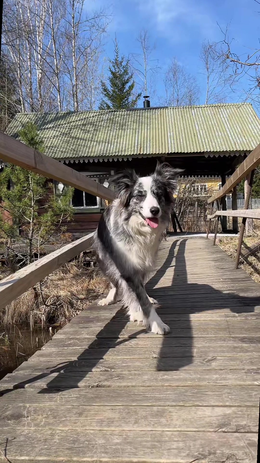 @bordercollieMuse