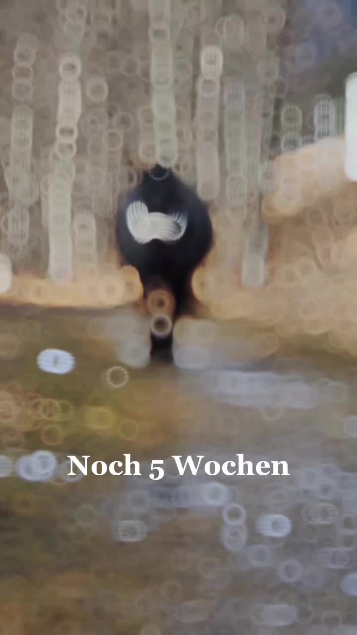 @Rabischnig