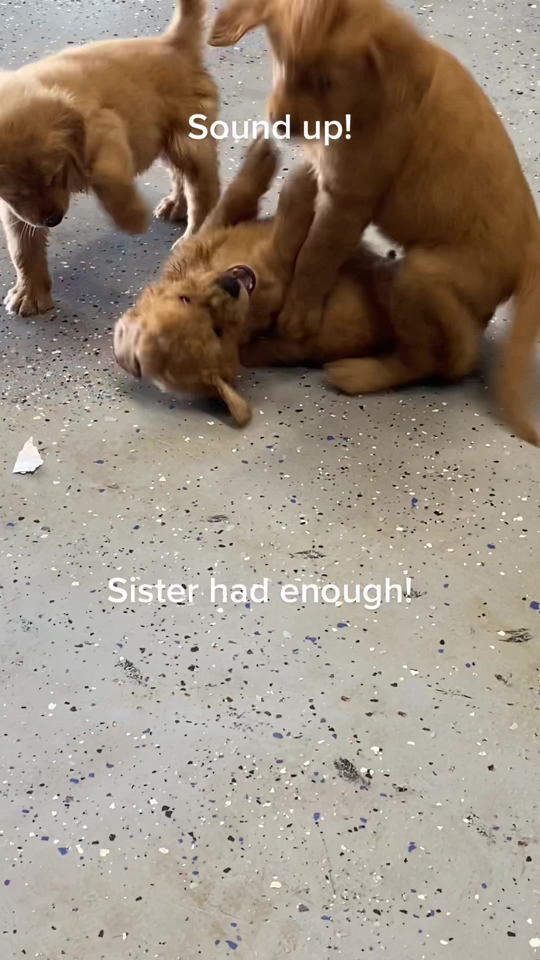 @Family full of goldens