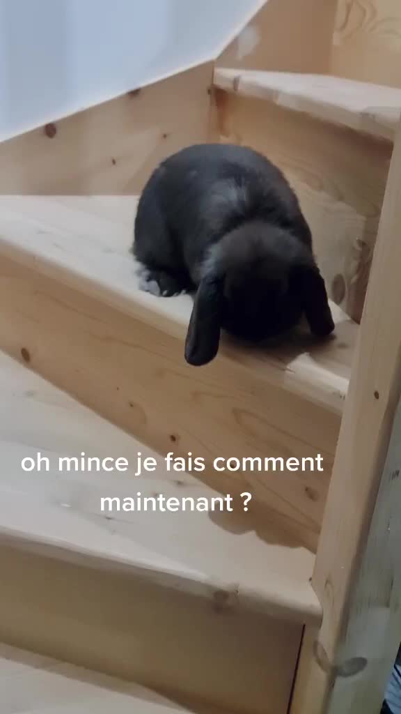 @Odin_le_lapin