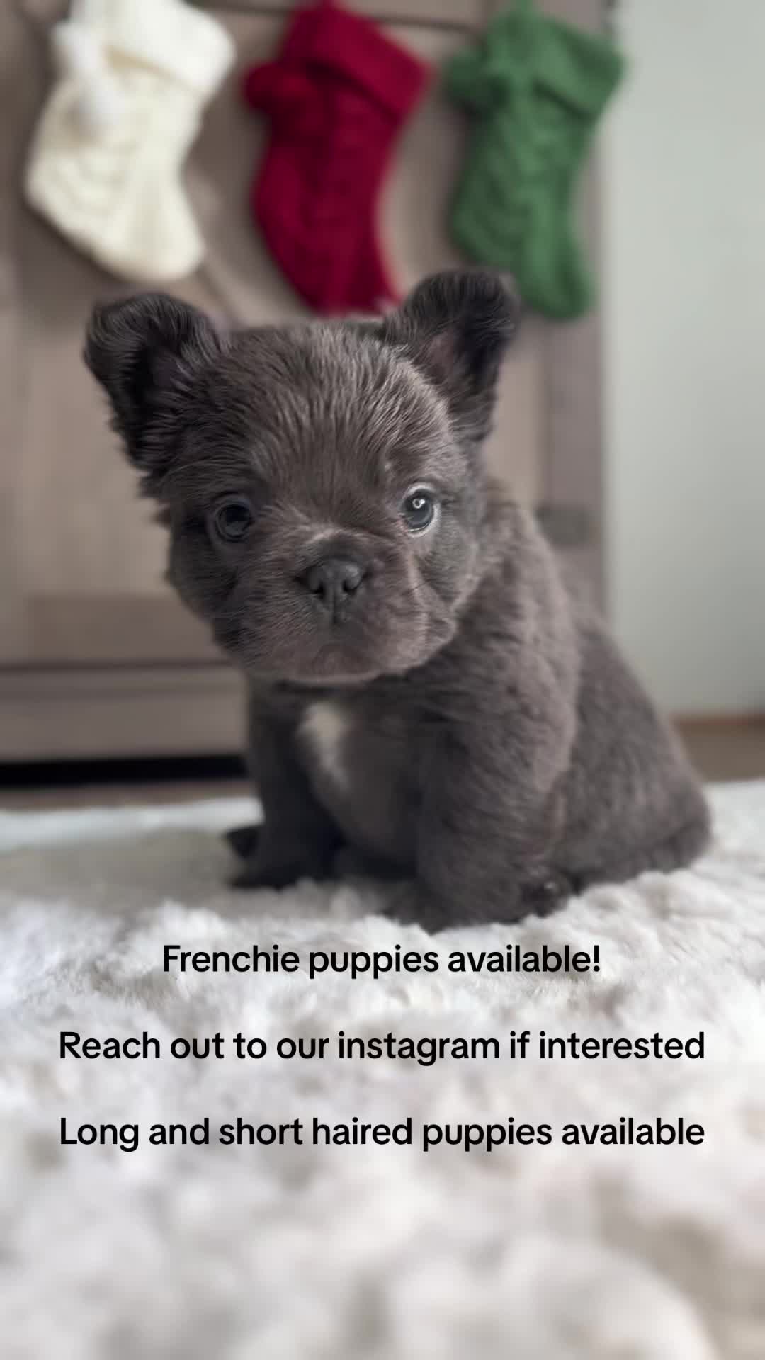 @TheFrenchieShop