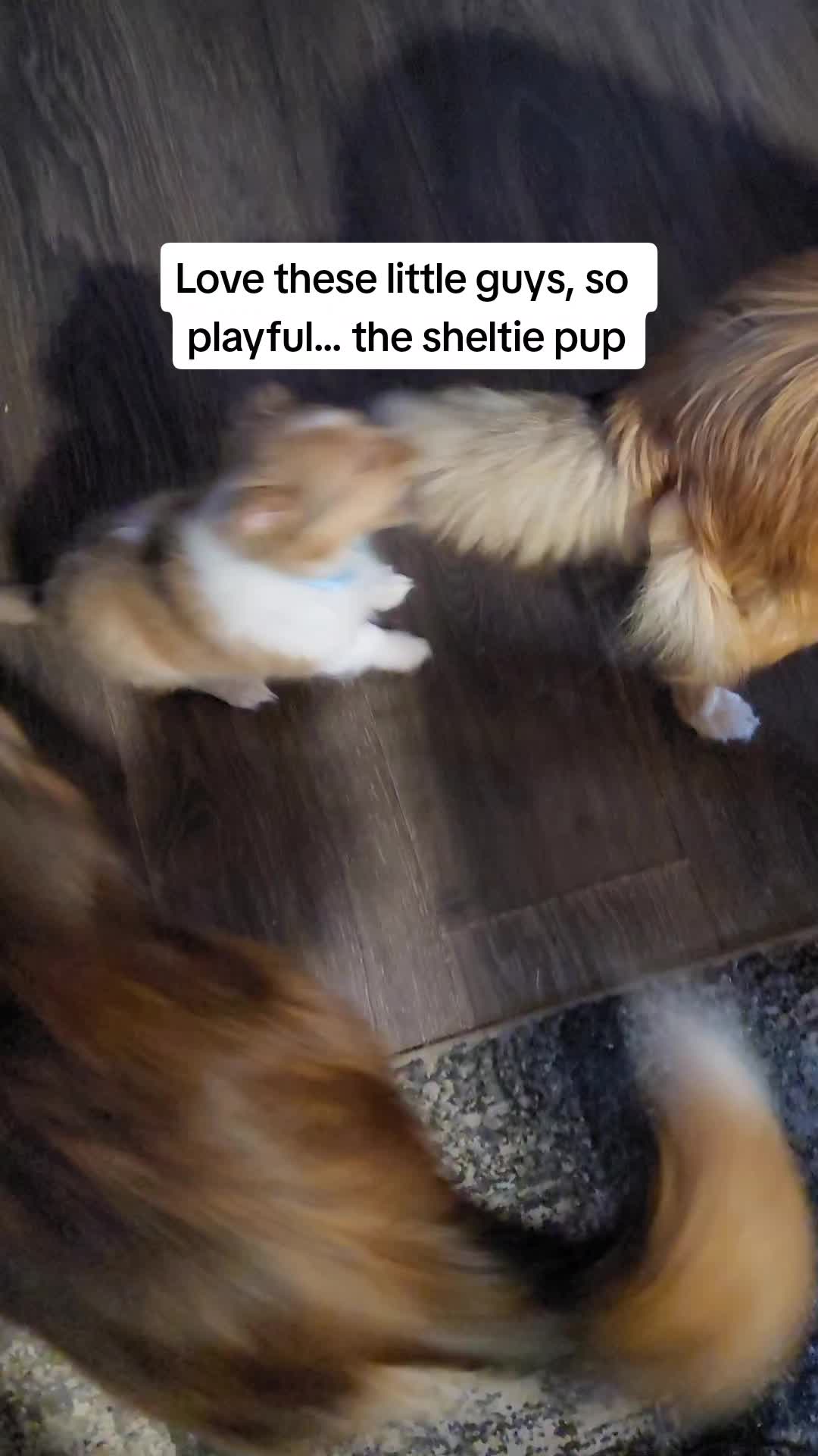 @Shellys-Loveable-Mi-Shelties