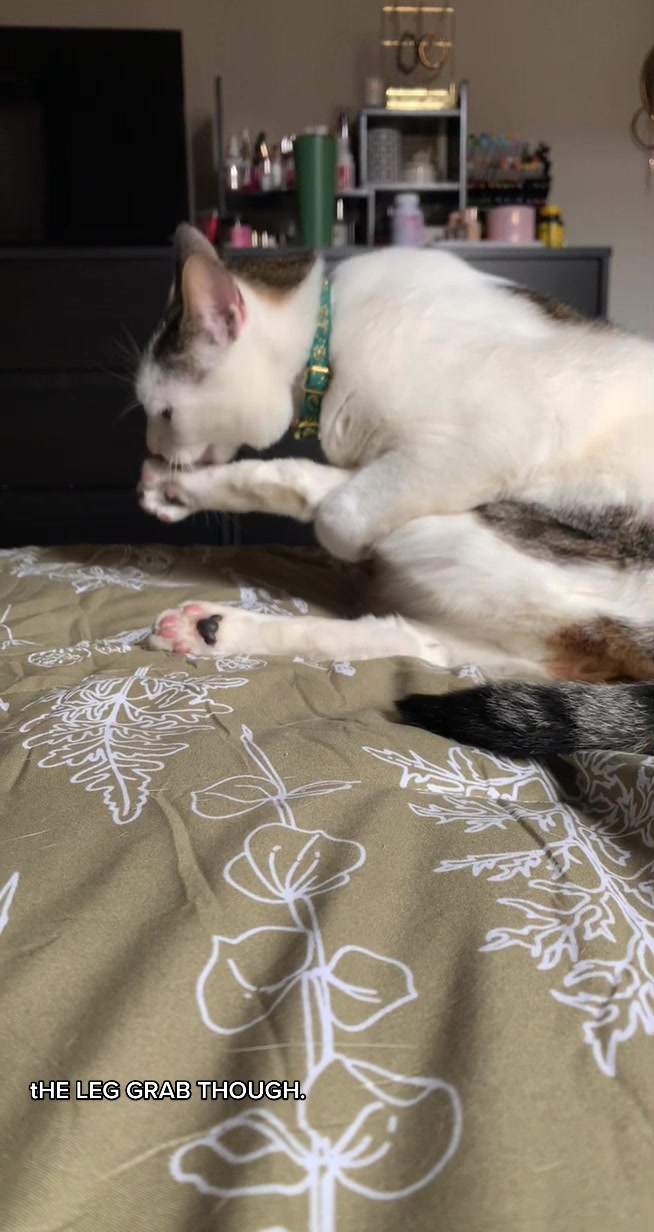 @nova’s the cat