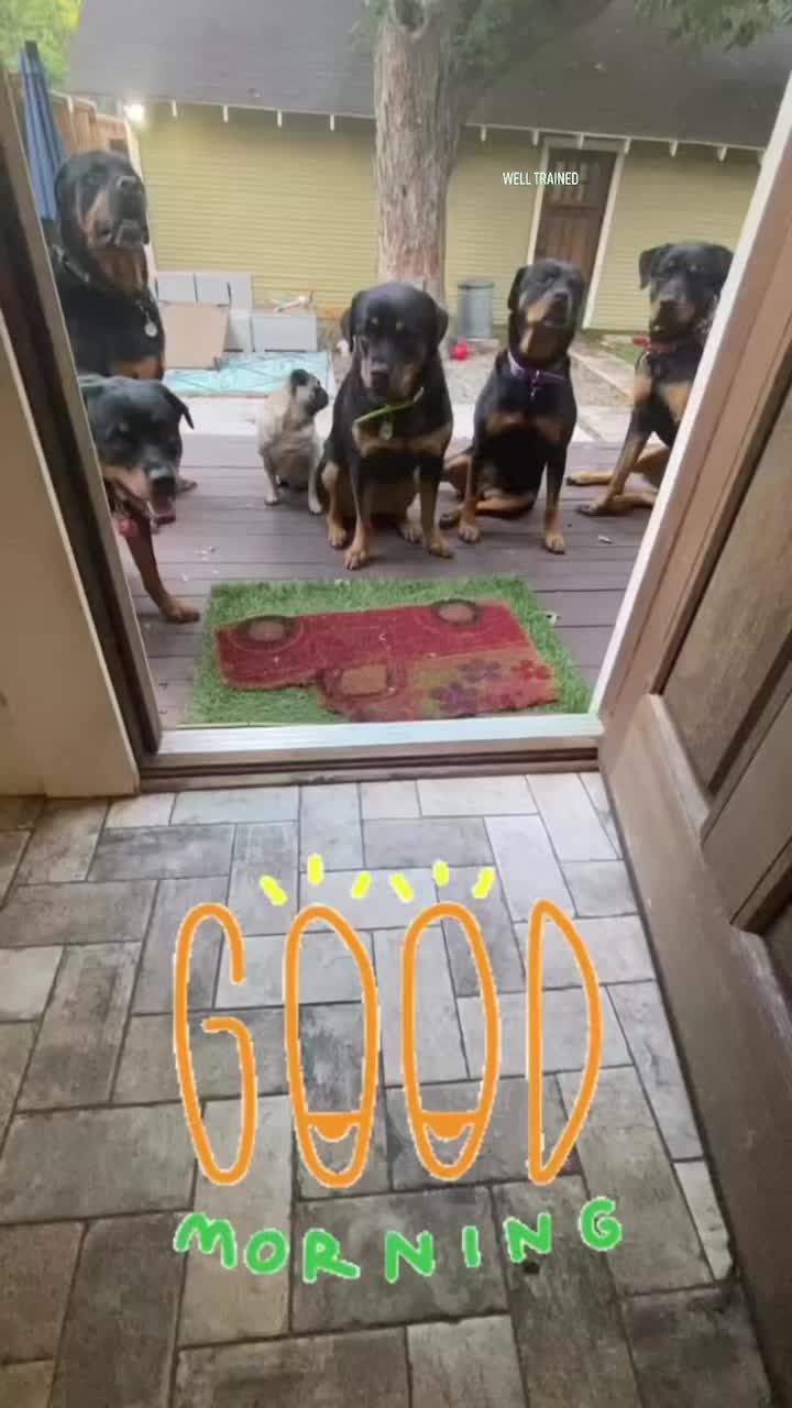 @RottweilerRuger