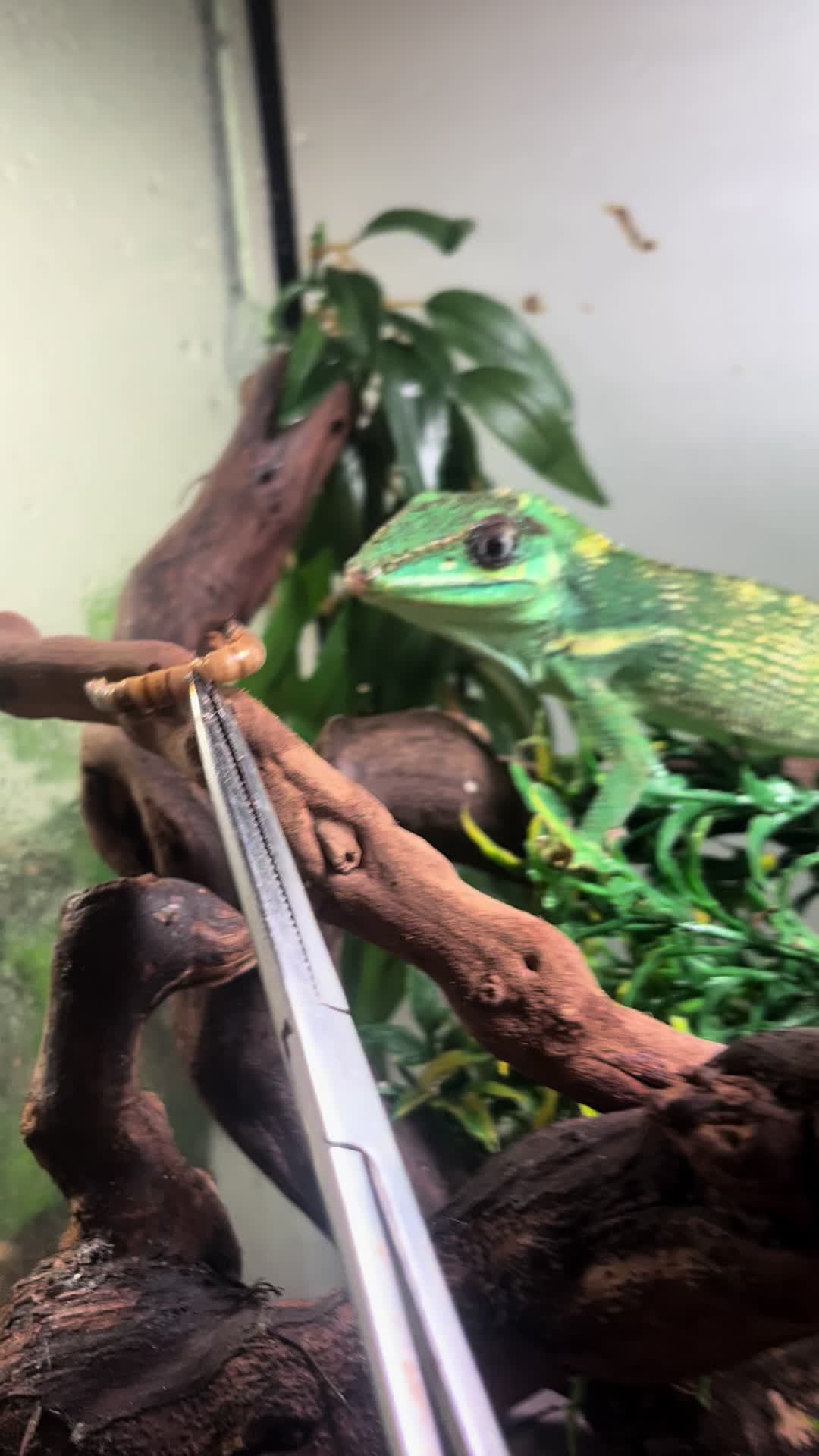@Dobs Pets and Exotics