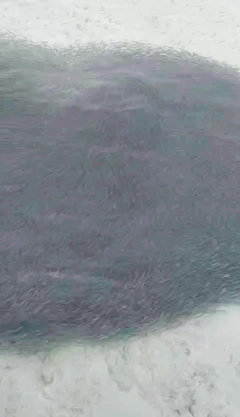 @gulmohad1