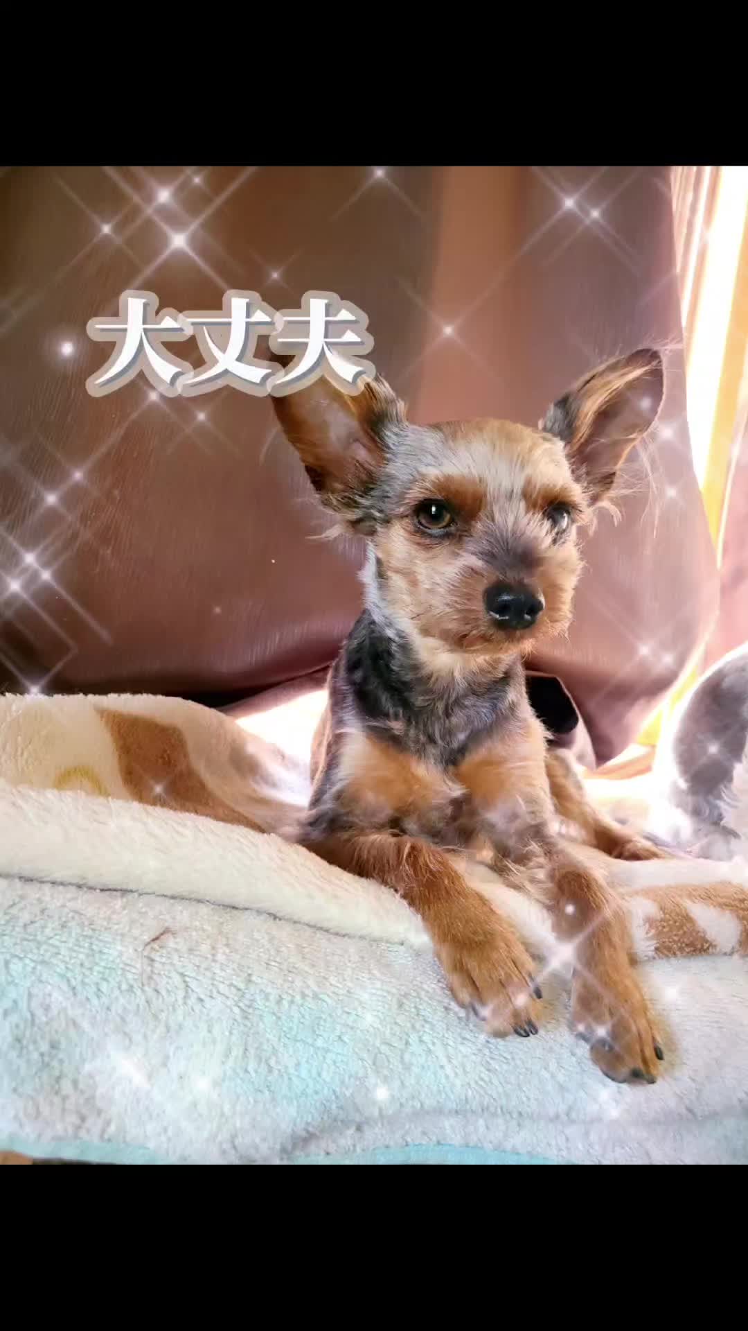 @杏蜜～5dogs and family～