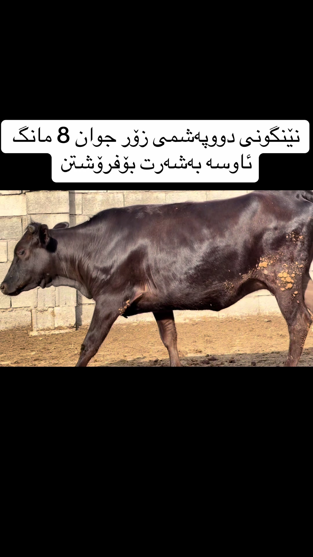 @مەیدانی ئاژەڵانی محمد 🐄🐂