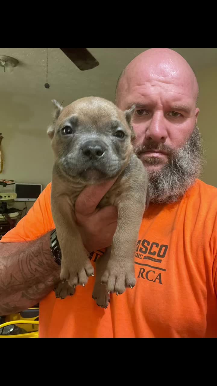 @smithbrothersbullies1