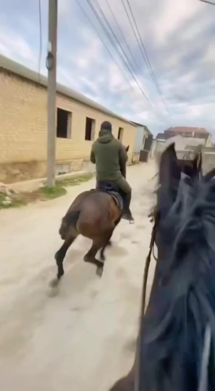 @tarki_horses05