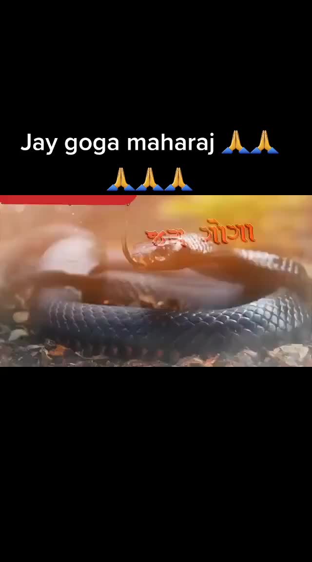 @Ghanshaym Patel