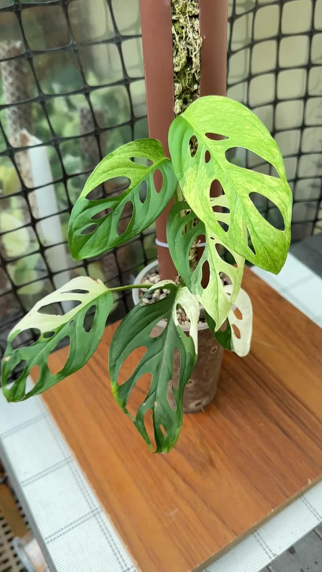@A piece of green