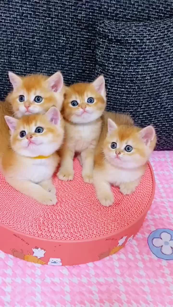 @linyi123450