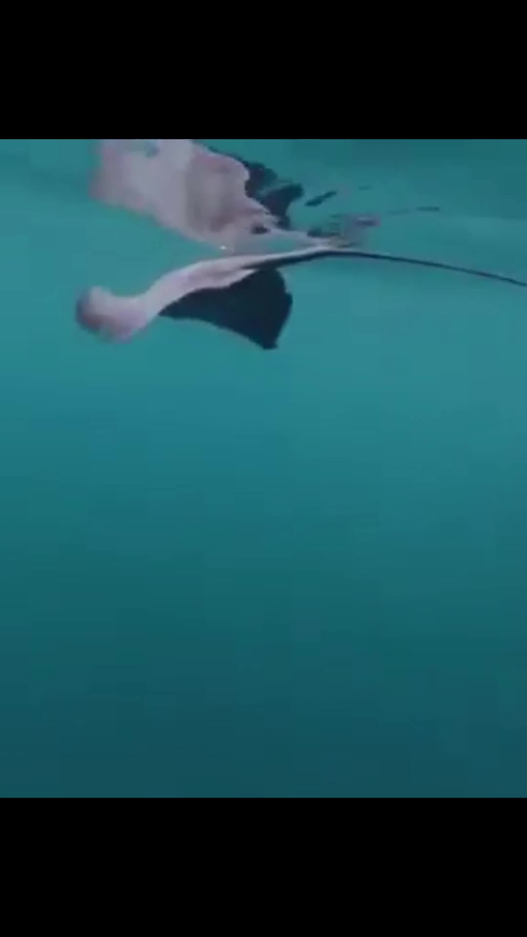 @sharkabcabc