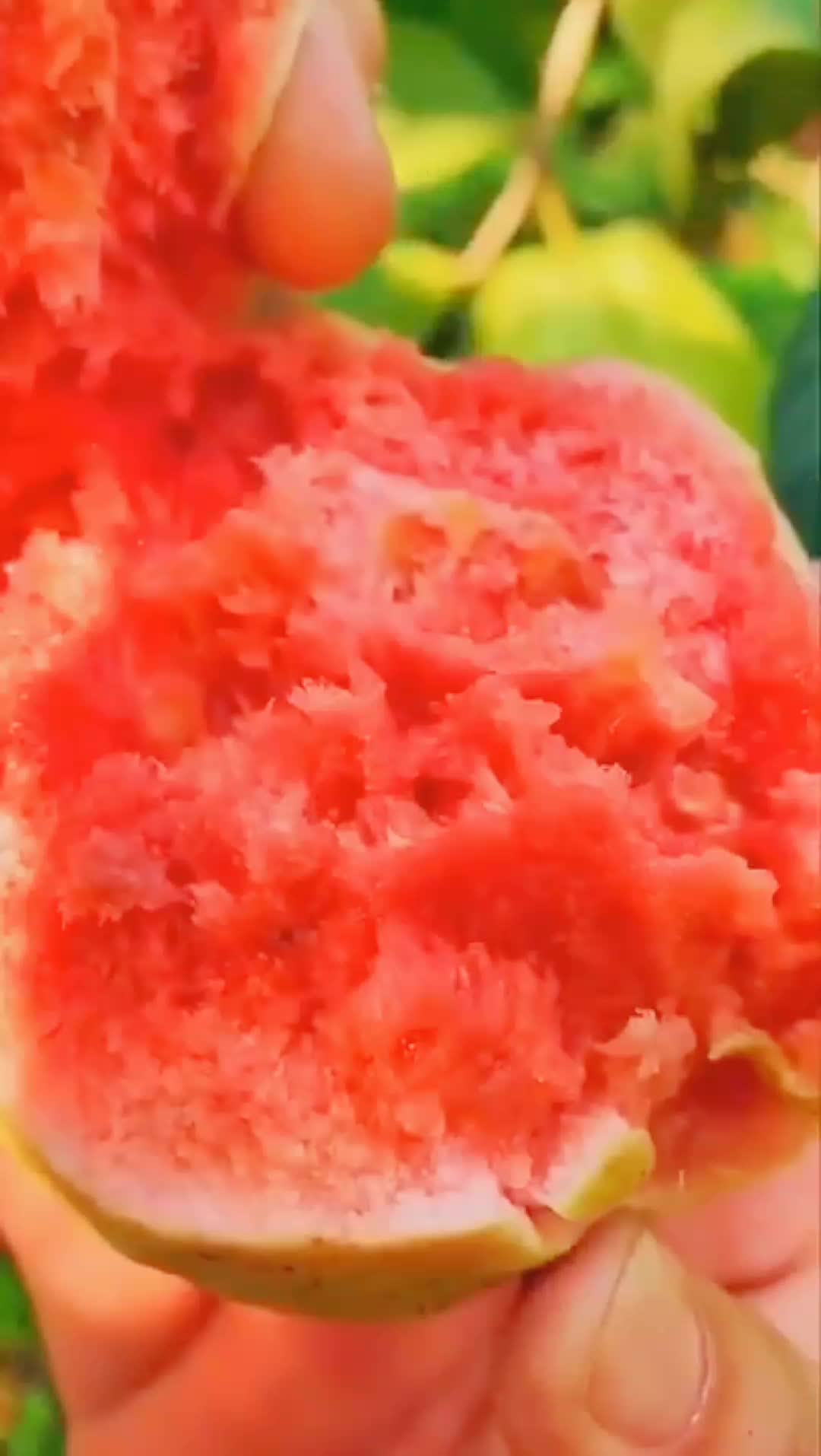 @🍎🍓🍒🍊🍍