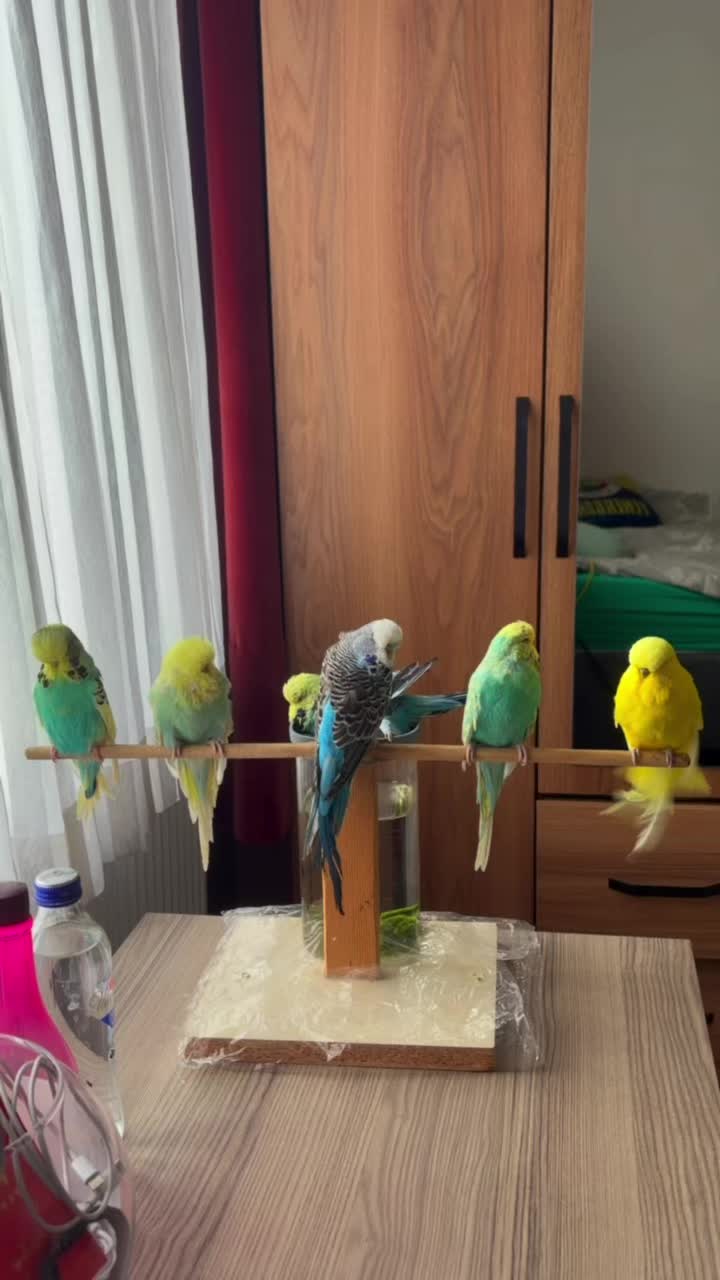 @bbb.budgie