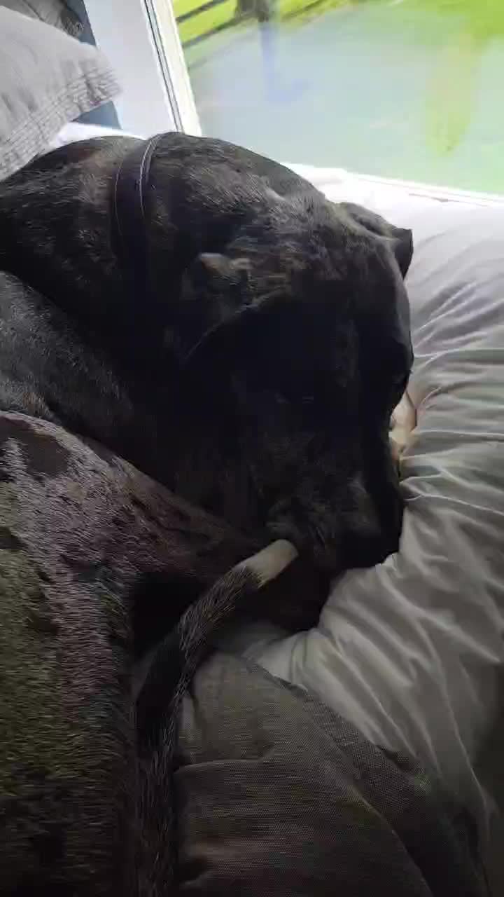 @dogmomof4