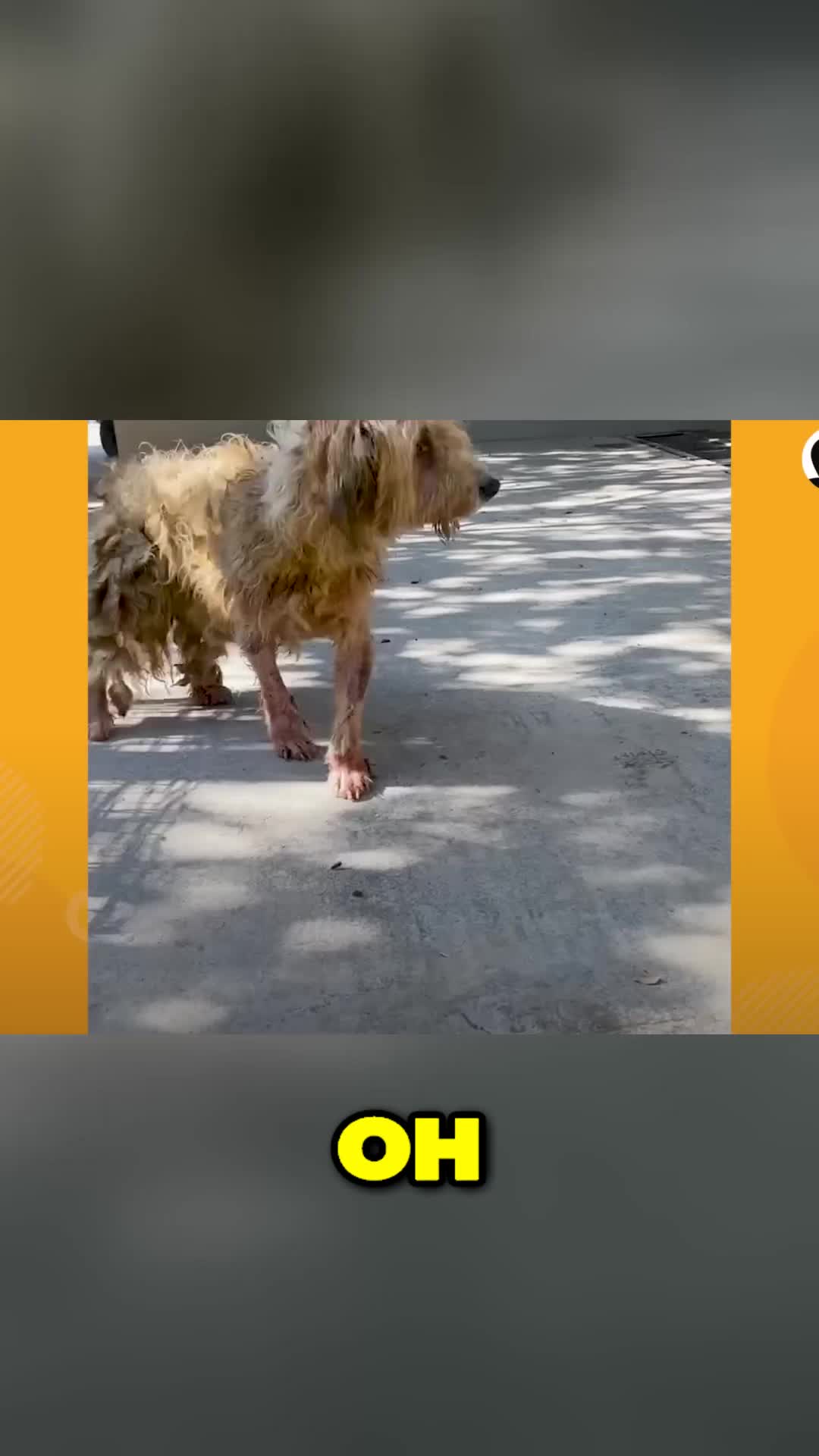 @Lost Paws
