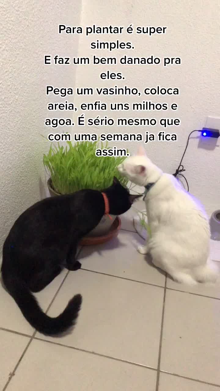 @🐱Cats🐱