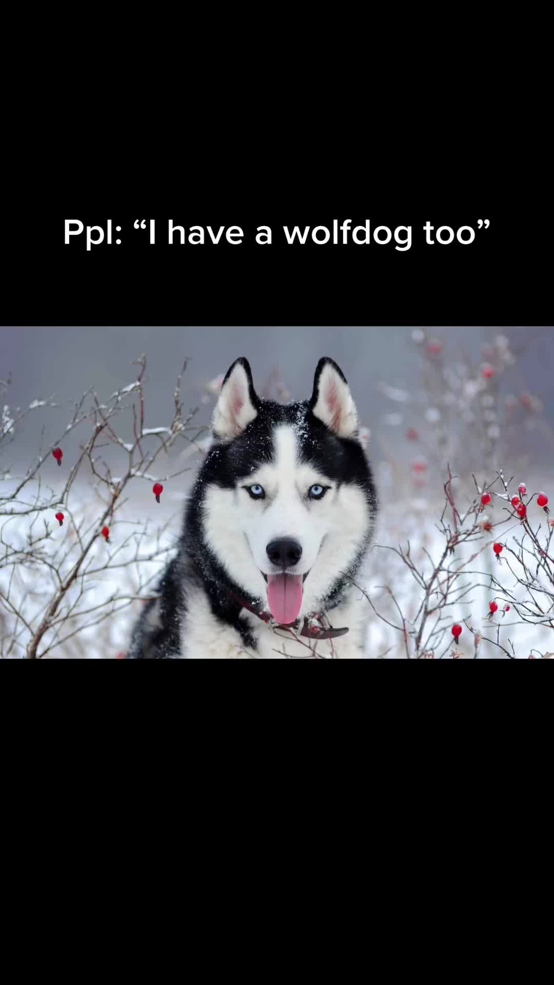 @NWWolfdogs