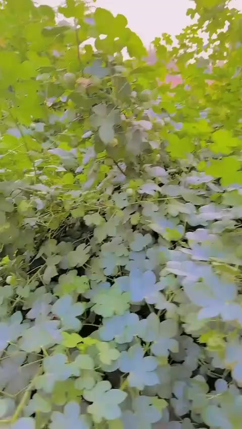 @PakhtonYaar