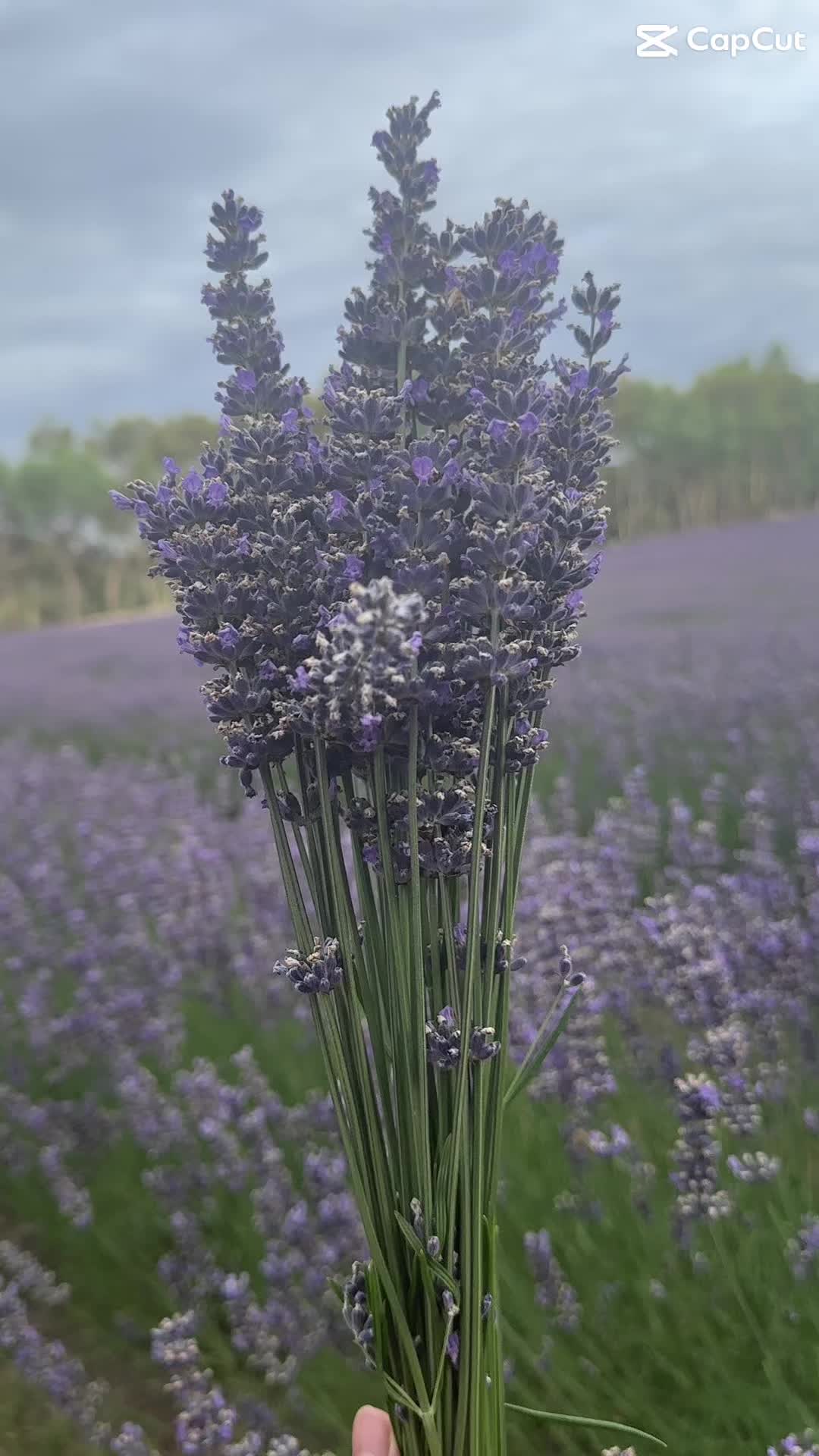 @rvacl