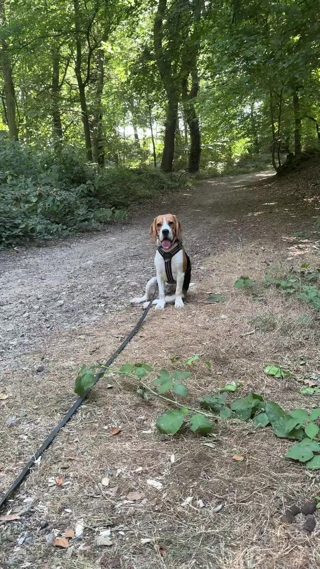 @Asko le Beagle💙