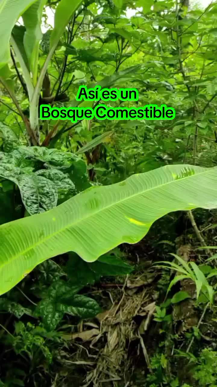 @Fyto Sandoval