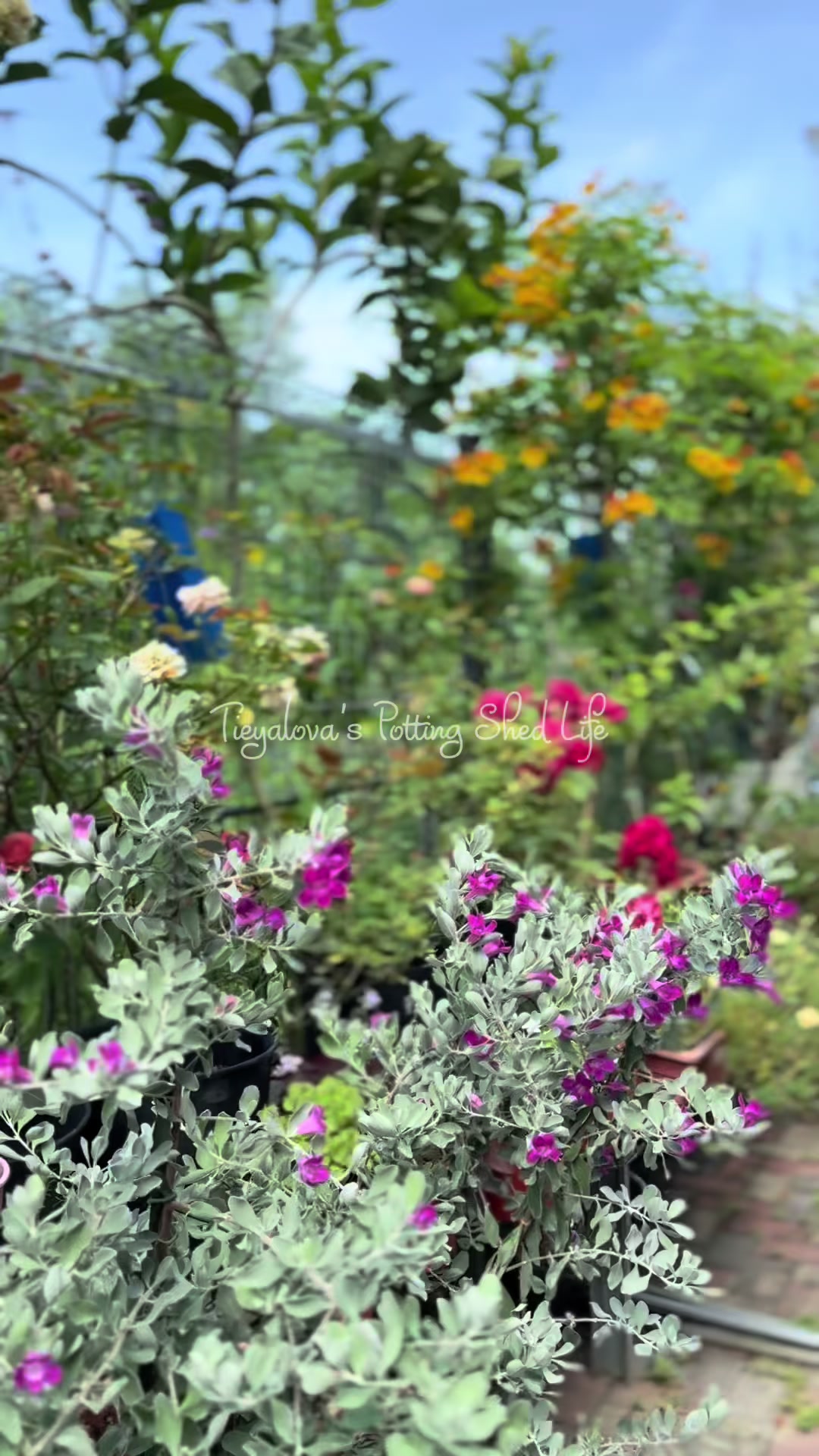 @Tieyalova’s Potting Shed