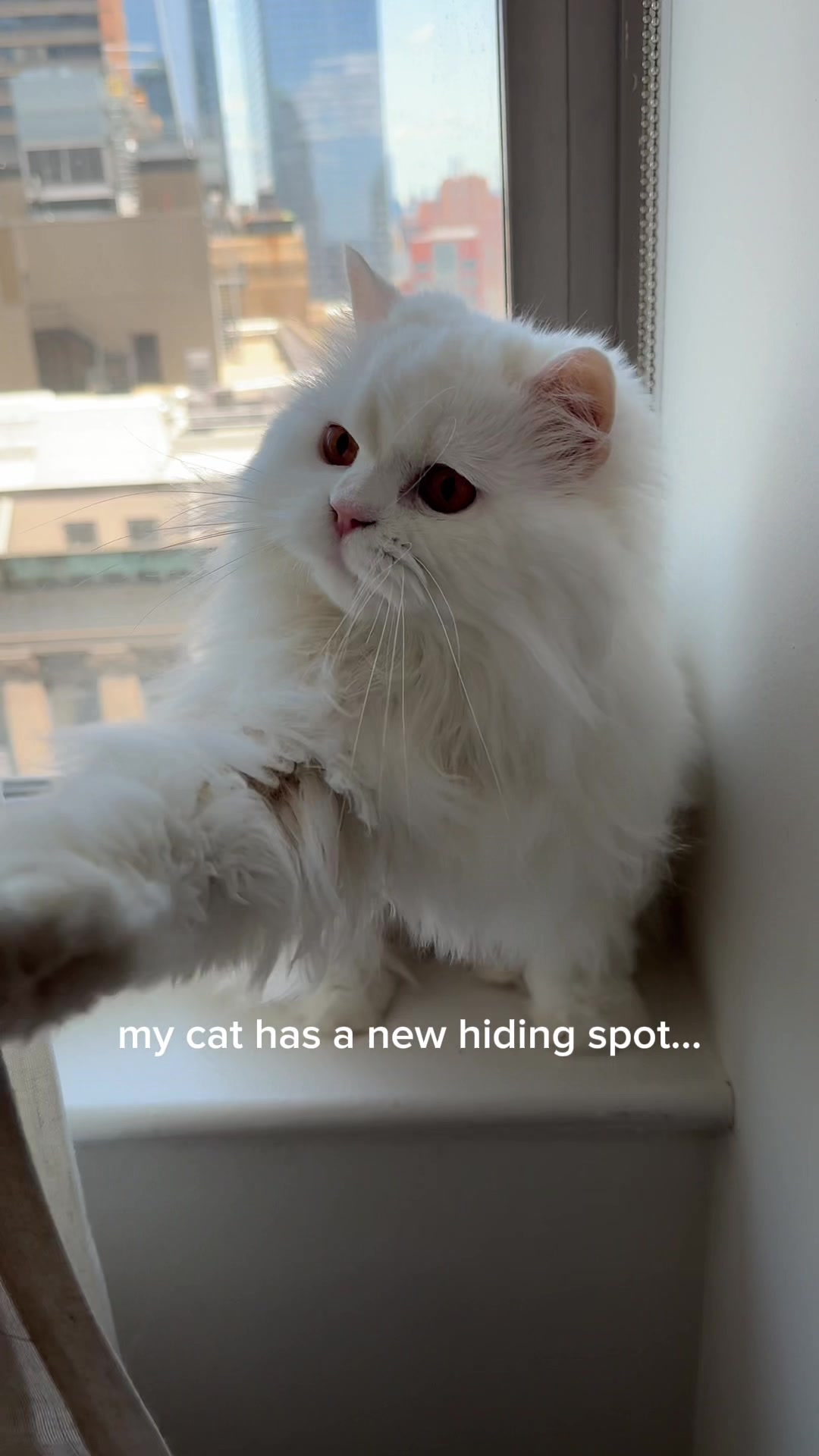 @Cleo the City Kitty