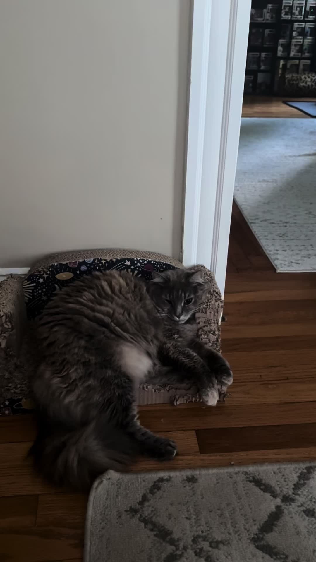 @TailsandWhiskersCo