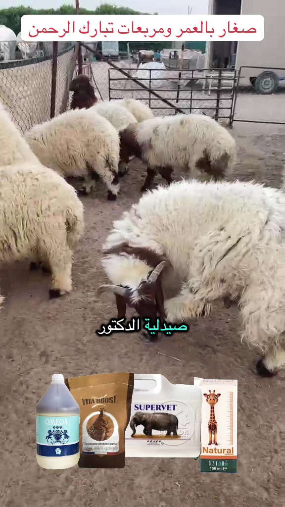 @mohamed_ksa0