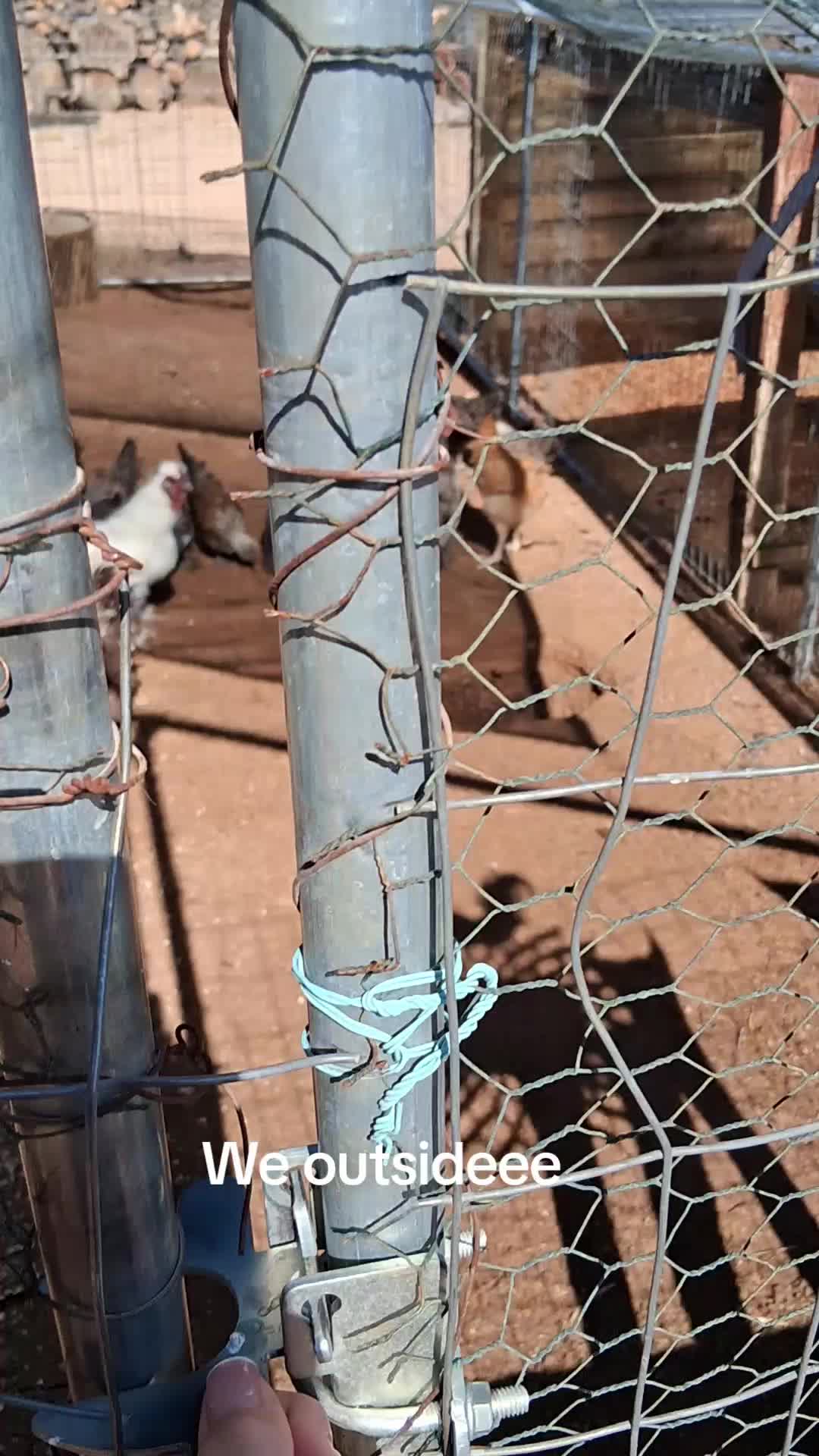 @DesertQueen🌵🐓