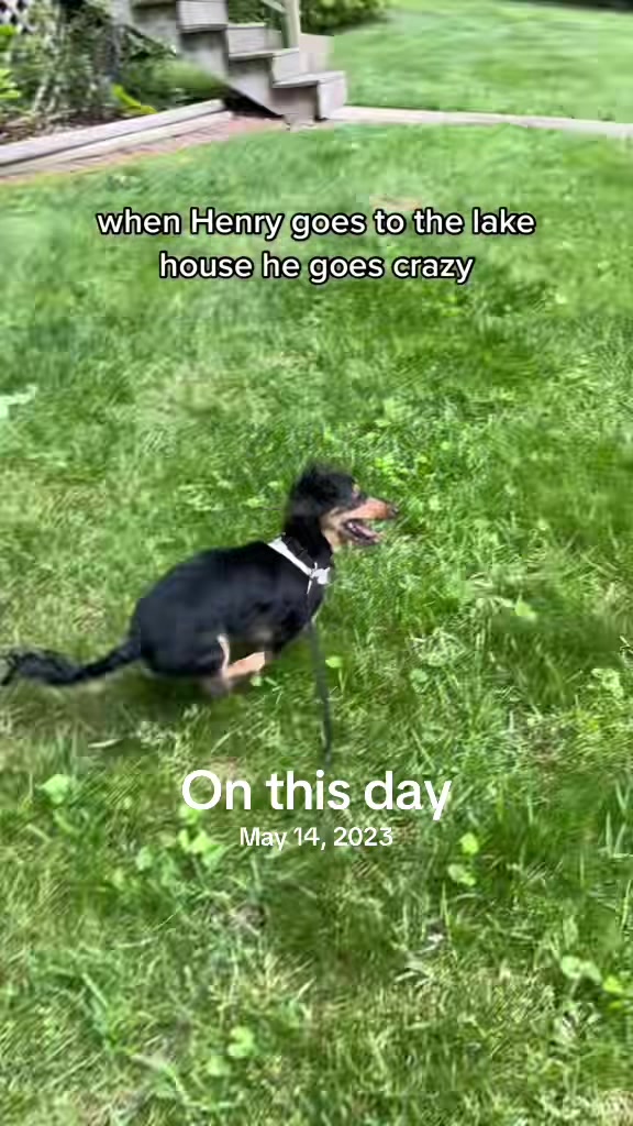 @Henry the mini dachshund