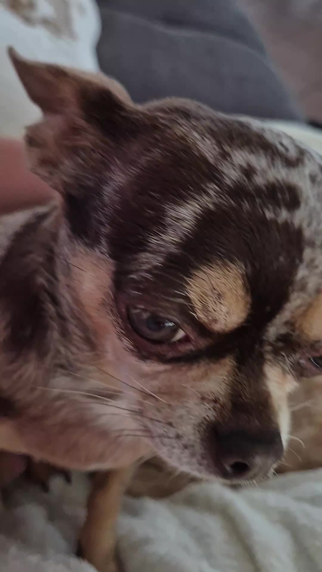 @SabrinaTeamWuffhaus🐕