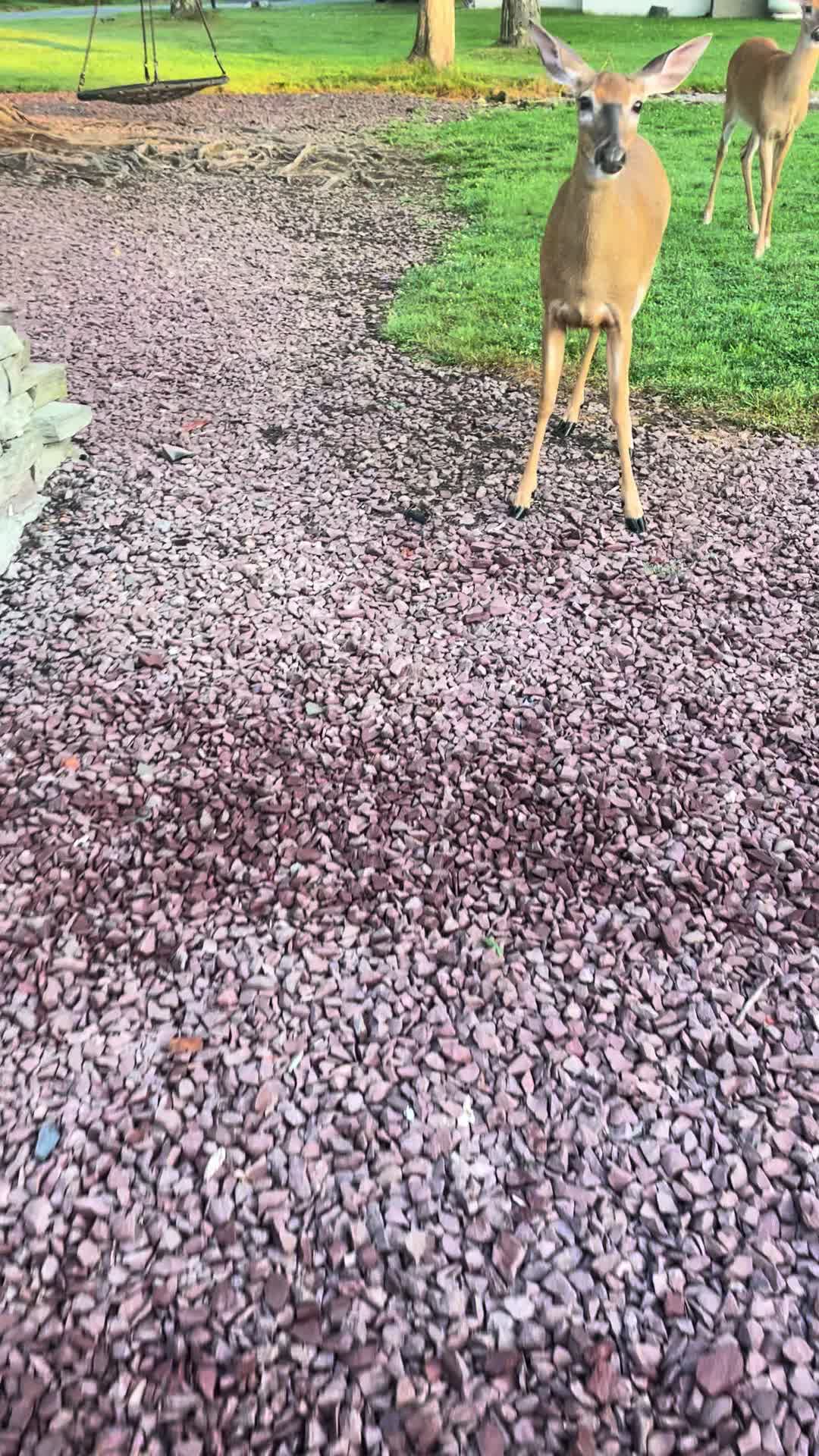 @Anita 🦌🌳