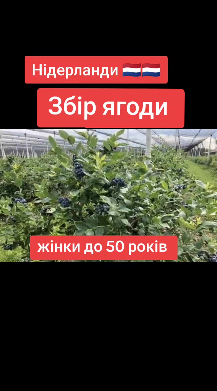 @Бельгія та Нідерланди